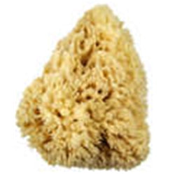 6-7” Wool Sponge