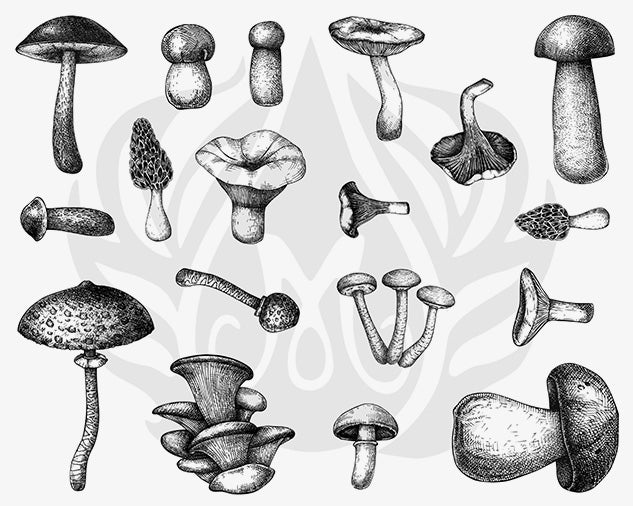 Mushrooms Silkscreen