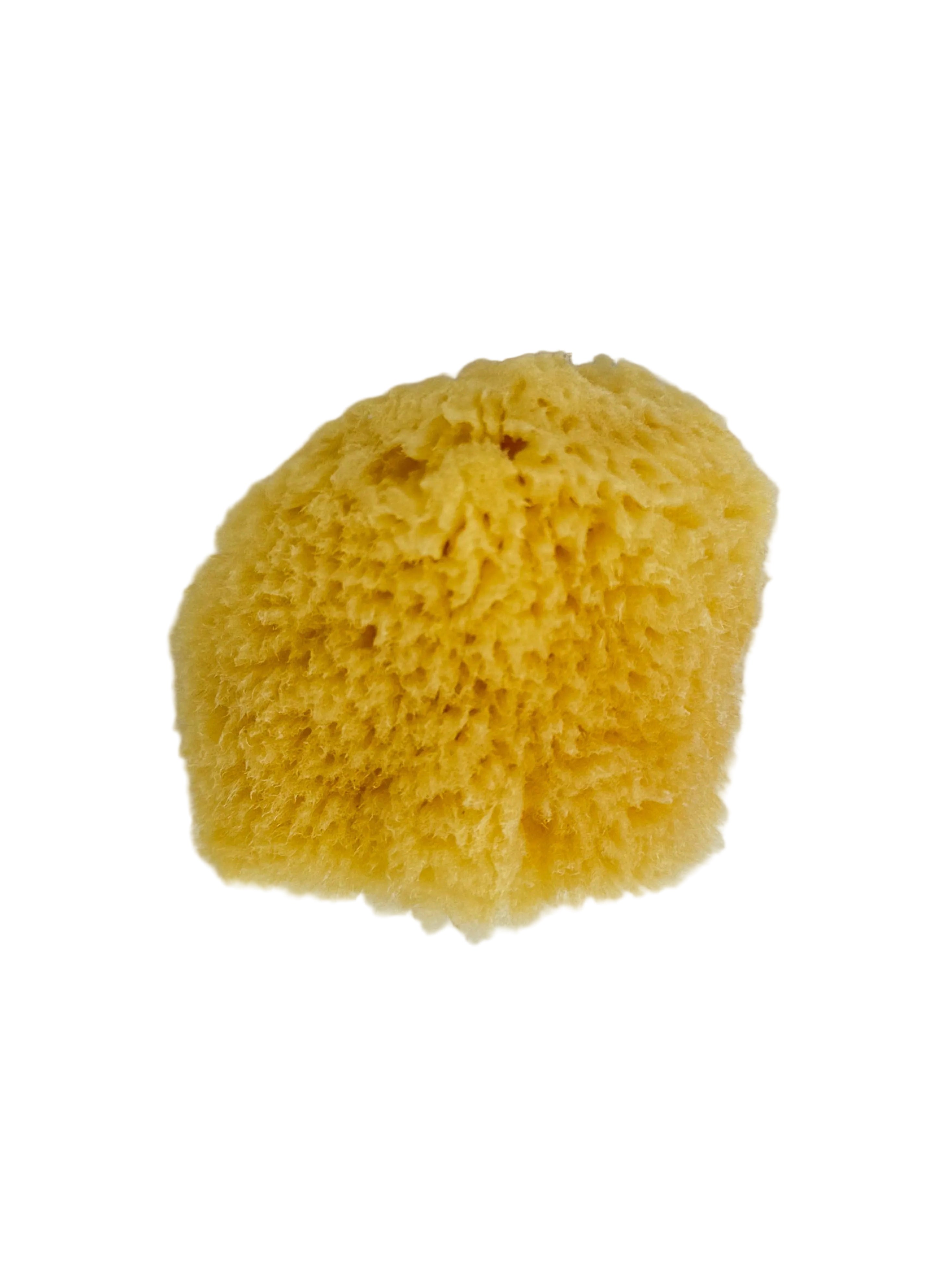 2-1/2” Sea Wool Sponge