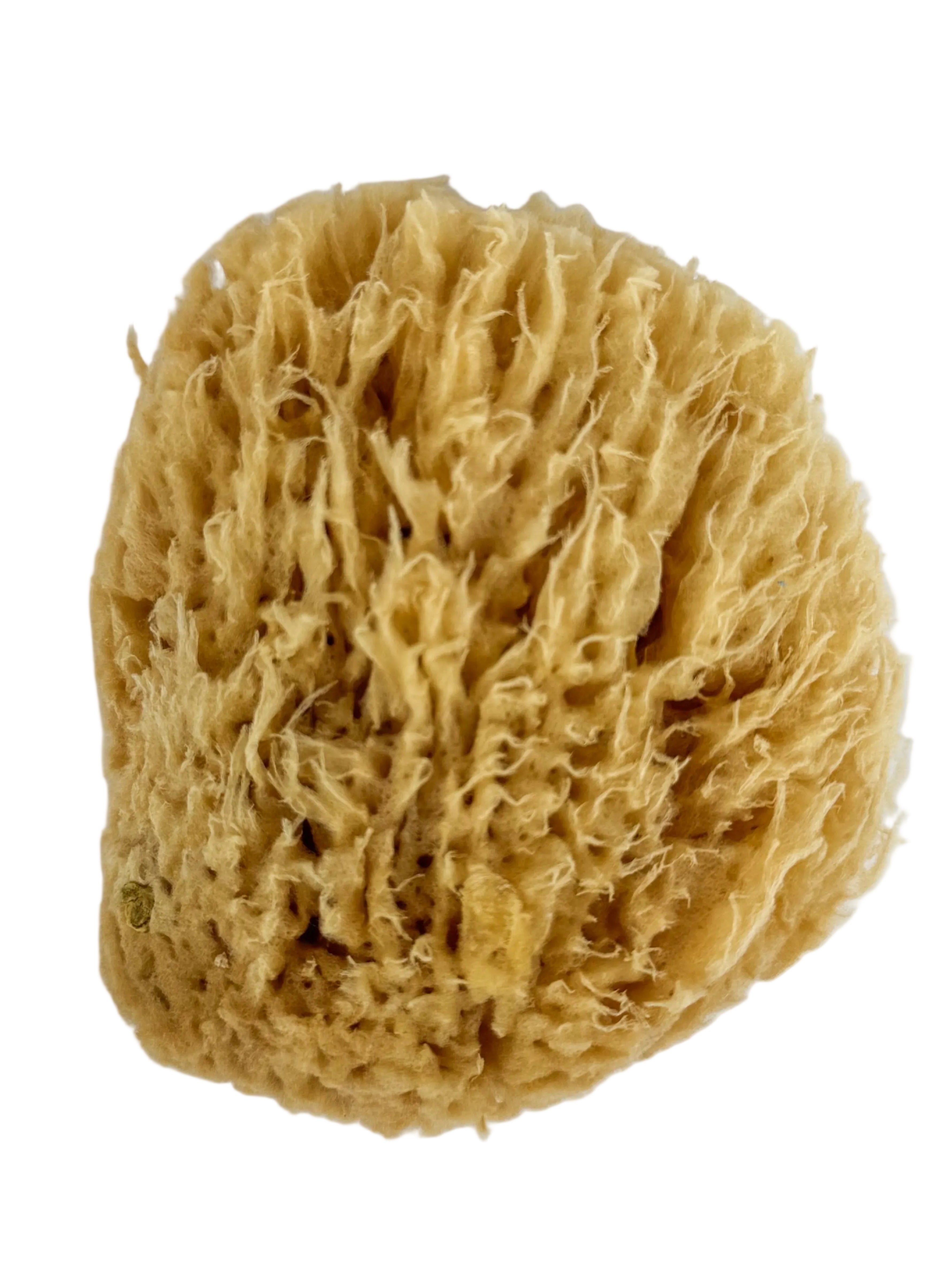4” Seawool Sponge