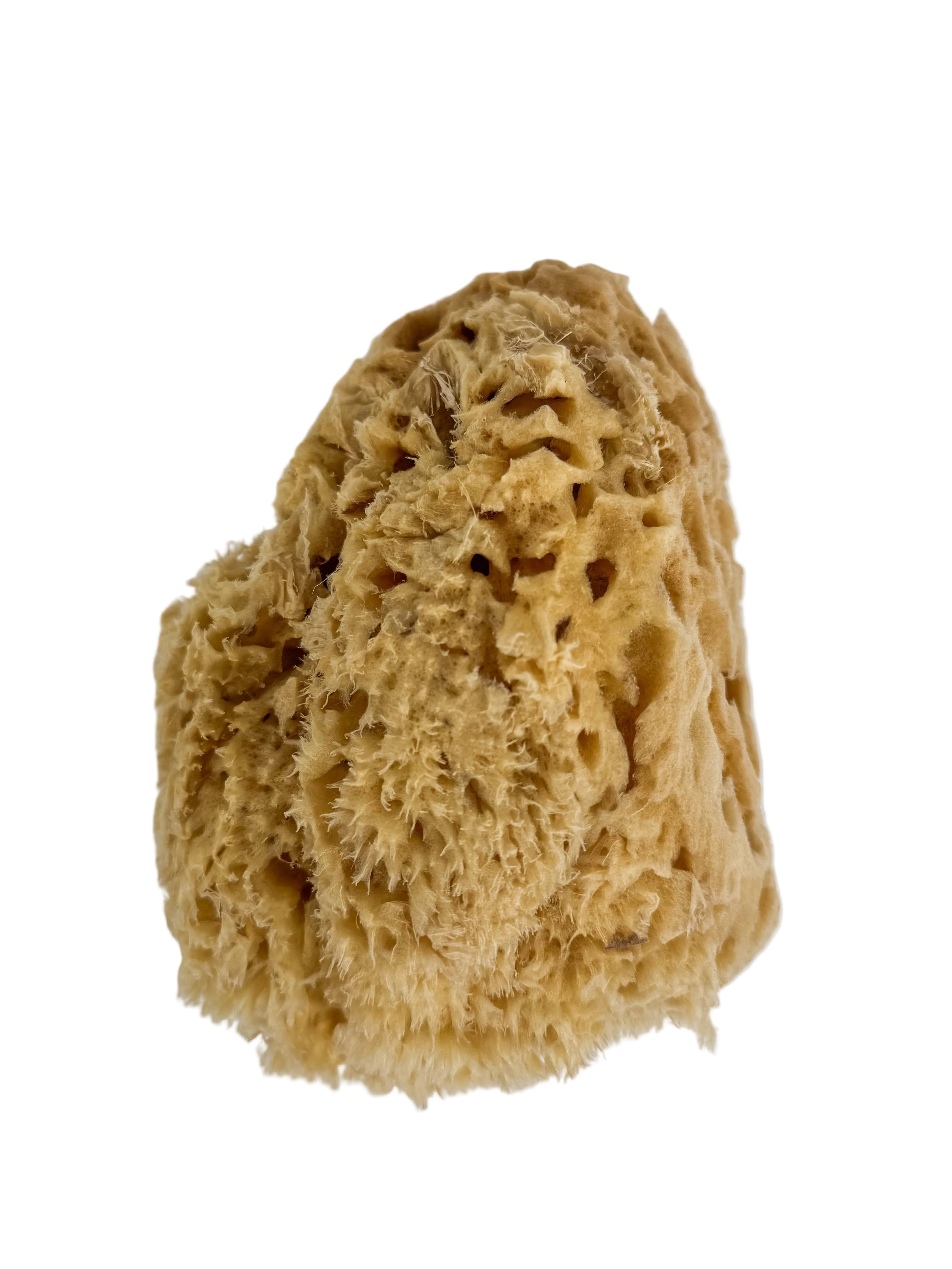 5" Sea Wool Sponge