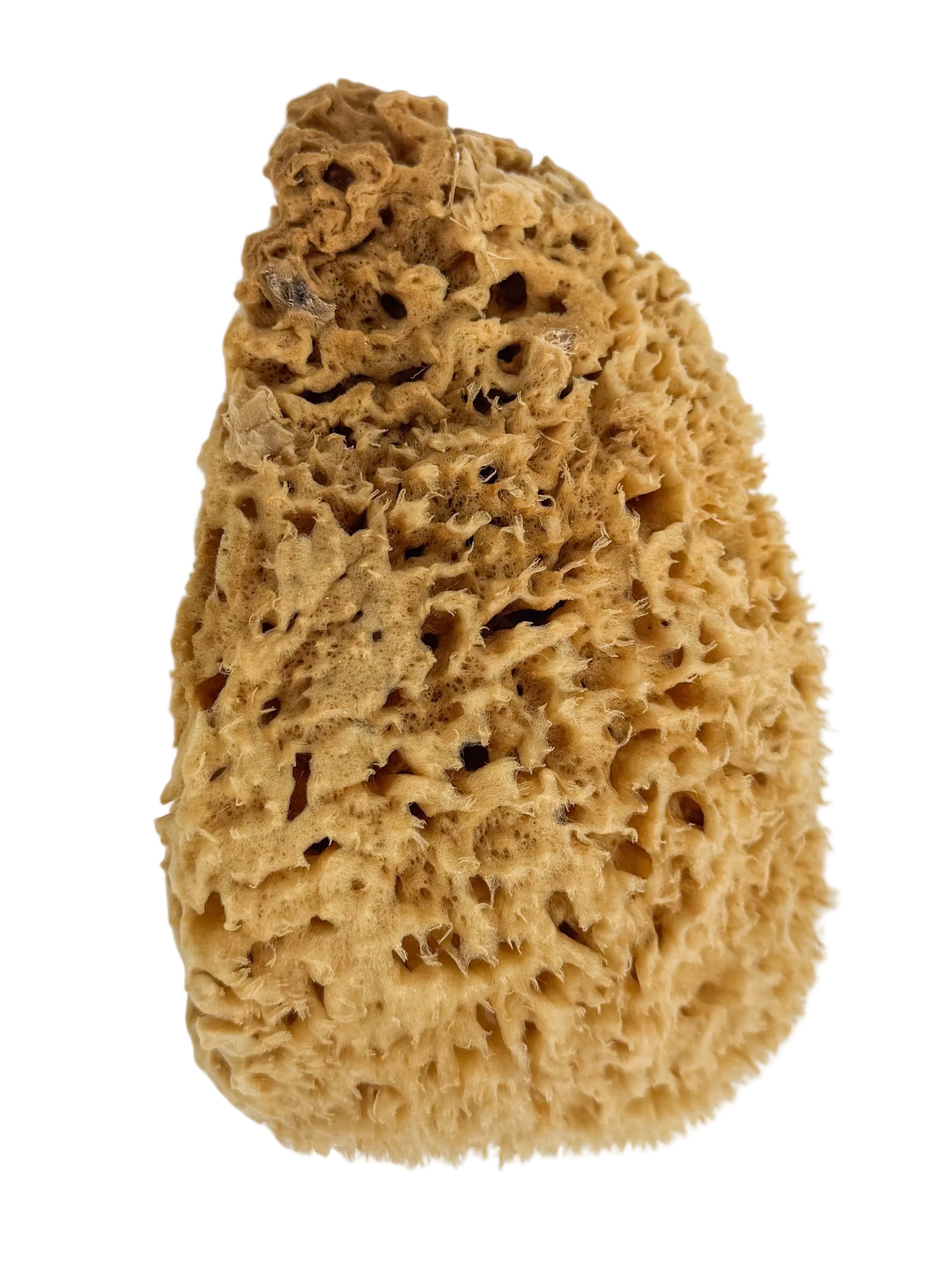 6-7” Wool Sponge