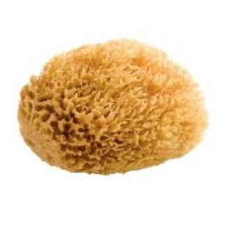 2-1/2” Sea Wool Sponge
