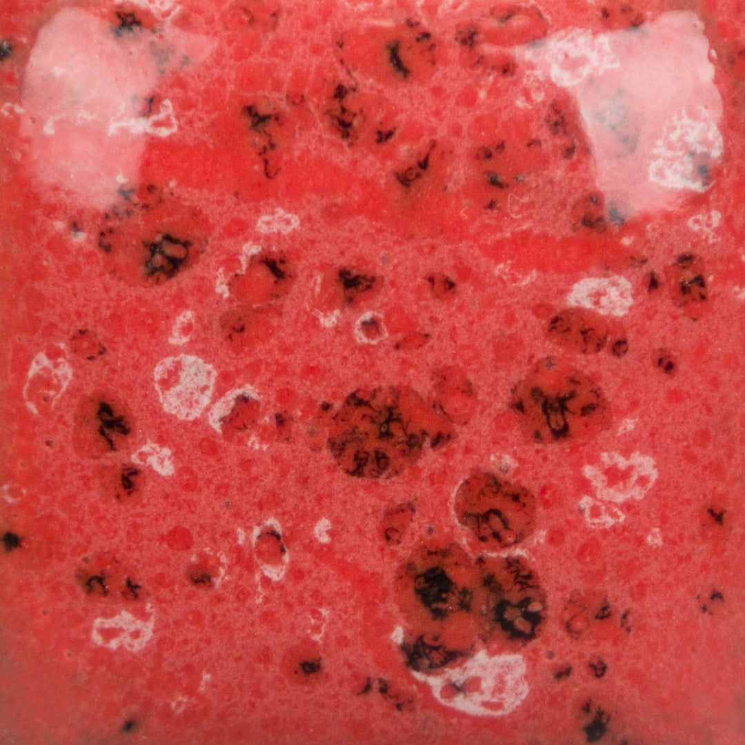 SP289 Speckled Cutie Pie Coral