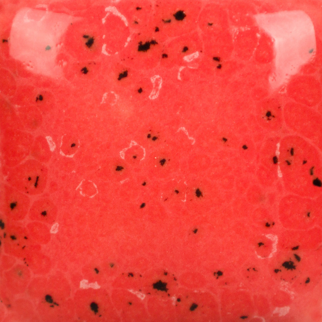 SP289 Speckled Cutie Pie Coral