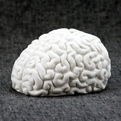 Brain Bank — Chesapeake Ceramics